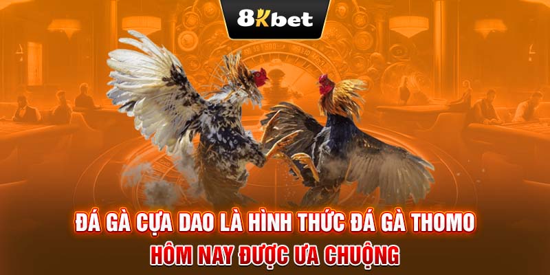 Đá gà cựa dao là hình thức đá gà Thomo hôm nay được ưa chuộng