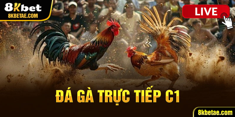 Đá gà trực tiếp C1 được hiểu là gì?