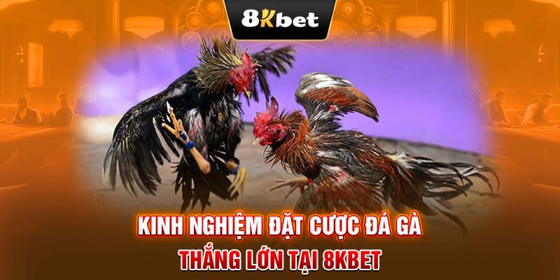 Kinh nghiệm đặt cược đá gà thắng lớn tại 8KBET