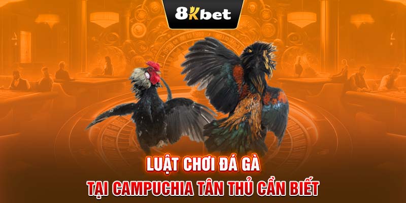 Luật chơi đá gà tại Campuchia tân thủ cần biết