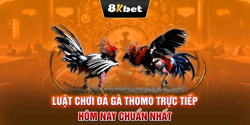 Luật chơi đá gà Thomo trực tiếp hôm nay chuẩn nhất